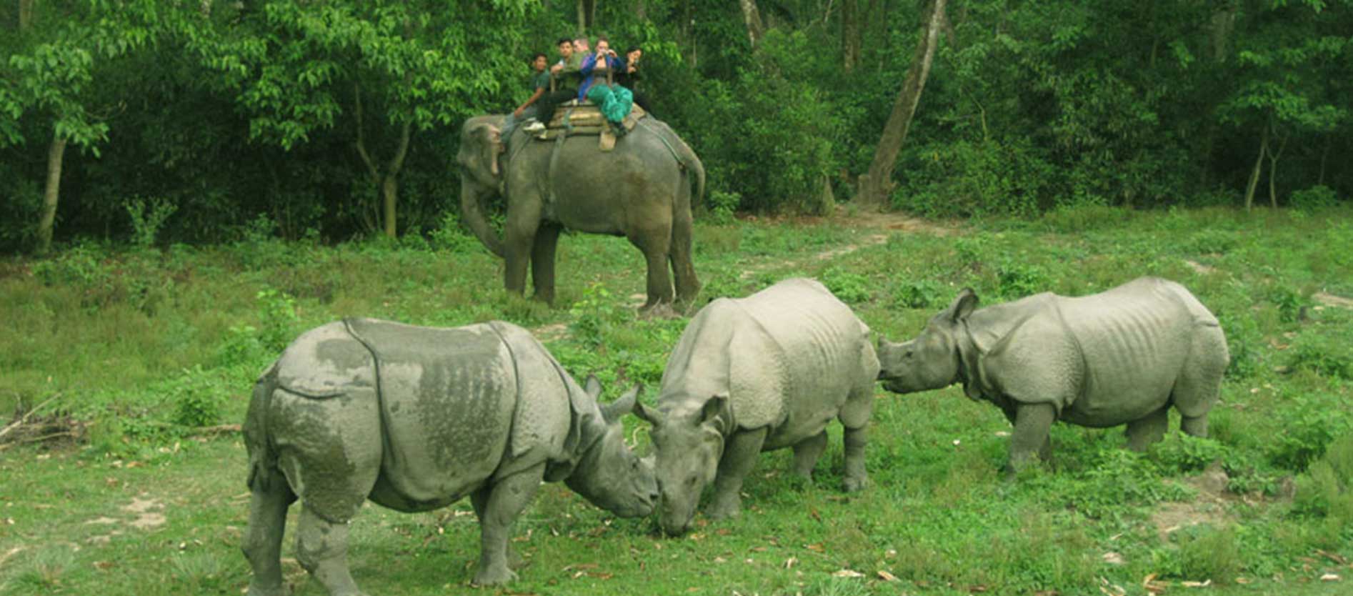 Nepal Jungle Safari