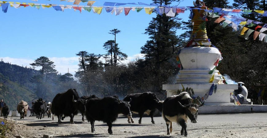 Bhutan Trekking